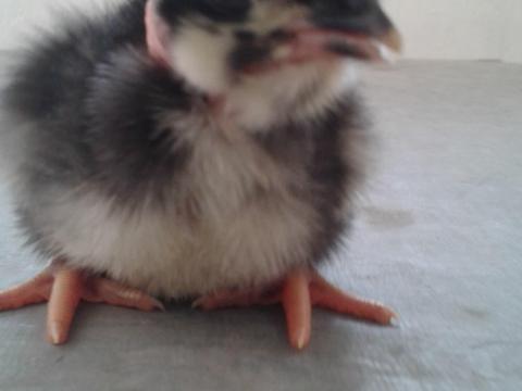 Fias tojás, tenyésztojás, keltetőtojás eladó Fias tojás, tenyésztojás, keltetőtojás eladó