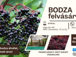 Nemes bodza,  bio bodza,  felvásárlás országosan,  a legjobb piaci áron