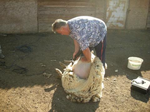 birkanyirást  vállalok