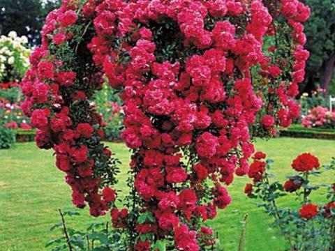 Szőregi rózsatövek eladók Szőregi rózsatövek eladók