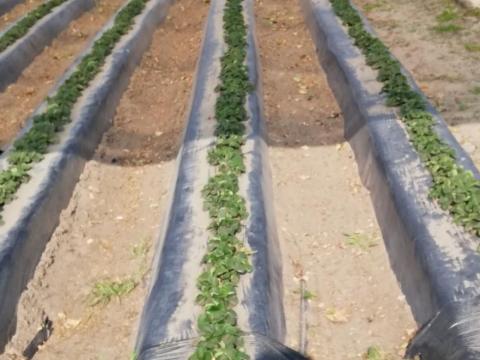 Mezőgazdasági munkát vállalok Csongrád-Csanád megyében