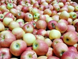 Alma eladó almalé gyártásra