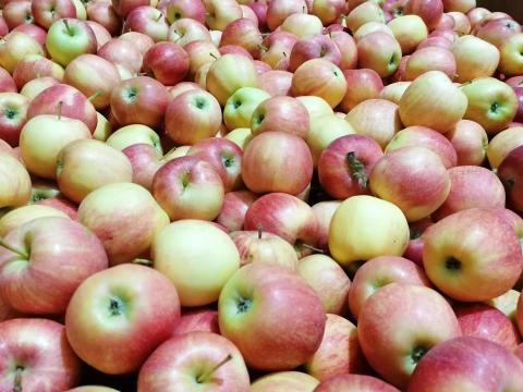 Alma eladó almalé gyártásra Alma eladó almalé gyártásra