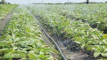 Öntözési megoldások