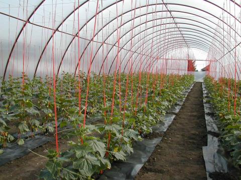 Sátorfólia TVK Sátorfólia TVK