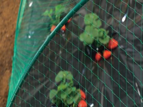 Madár-,  Uborka-,  Szegfűháló Madár-,  Uborka-,  Szegfűháló