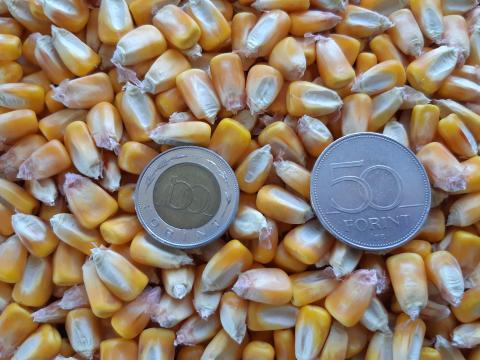 Gesztely – Kukorica eladó Gesztely – Kukorica eladó