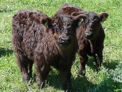 Galloway húsmarha – üsző és bika eladó Galloway húsmarha – üsző és bika eladó
