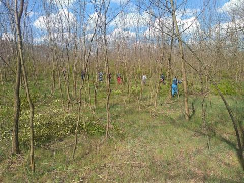 Karosollózás,  bozót írtás,  vadhálózás számlával Karosollózás,  bozót írtás,  vadhálózás számlával