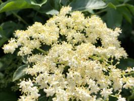 Bodzavirág beszállítókat keresünk országosan!Bodza virág átvétel