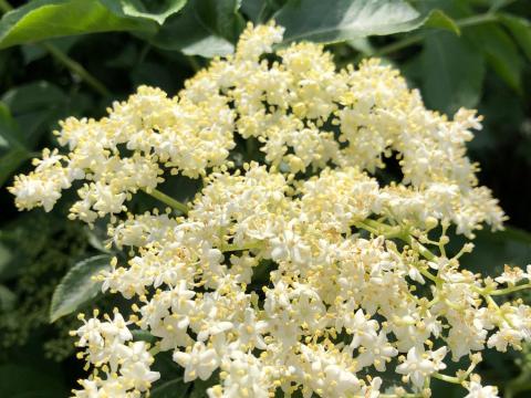 Bodzavirág felvásárlókat keresünk országosan!Bodza virág átvétel