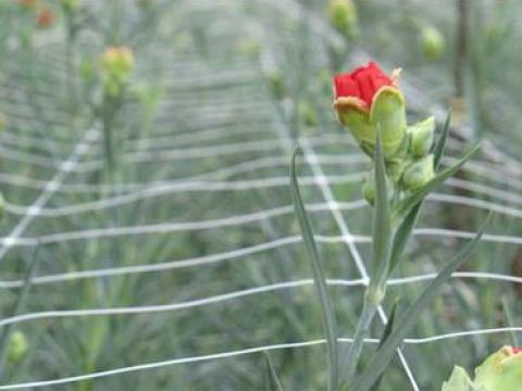 AKCIÓ!!! Szegfűháló AKCIÓ!!! Szegfűháló