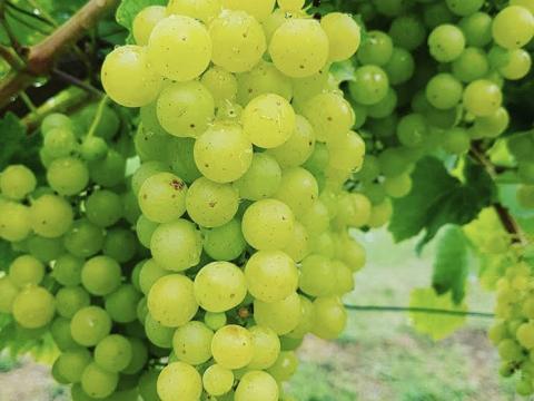 Chardonnay minőségi borszőlő eladó 2026 Chardonnay minőségi borszőlő eladó 2026