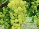Irsai Olivér,  Chardonnay minőségi szőlő ELADÓ 2025