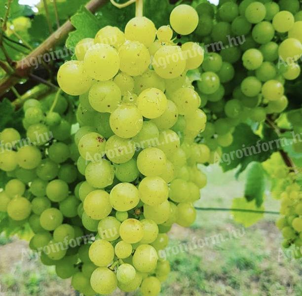 Irsai Olivér,  Chardonnay minőségi szőlő ELADÓ 2025