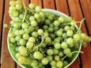Irsai Olivér,  Chardonnay minőségi szőlő ELADÓ 2025