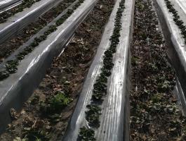 Mezőgazdasági munka tapasztalt brigáddal országosan