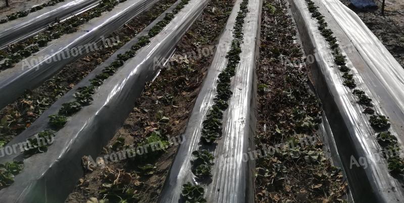 Mezőgazdasági munka tapasztalt brigáddal országosan