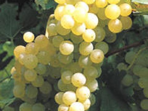 Szőlőtermés a Mátrai borvidékről eladó-előjegyezhető Szőlőtermés a Mátrai borvidékről eladó-előjegyezhető