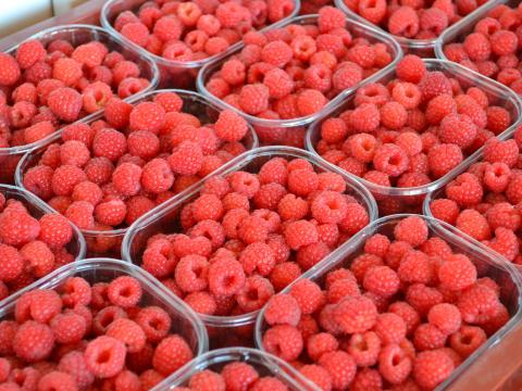 Mezőgazdasági idénymunka Vasváron Mezőgazdasági idénymunka Vasváron