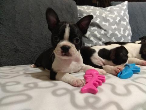 Törzskönyvezett Boston terrier kölykök eladók tenyésztőtől Törzskönyvezett Boston terrier kölykök eladók tenyésztőtől