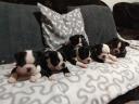 Törzskönyvezett Boston terrier kölykök eladók tenyésztőtől