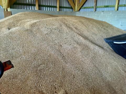 Takarmány tritikálé, kombájntiszta, vegyszermentes eladó Takarmány tritikálé, kombájntiszta, vegyszermentes eladó