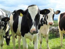 Szarvasmarha telepre fejőt keresünk