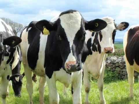 Szarvasmarha telepre fejőt keresünk Szarvasmarha telepre fejőt keresünk