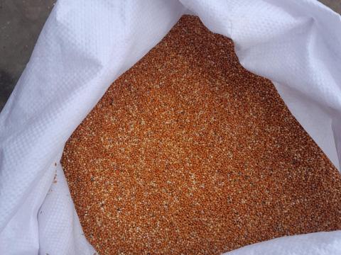 Tisztított, vörös köles eladó Tisztított, vörös köles eladó