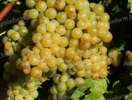 Irsai Olivér szőlő előjegyezhető 2026-ra