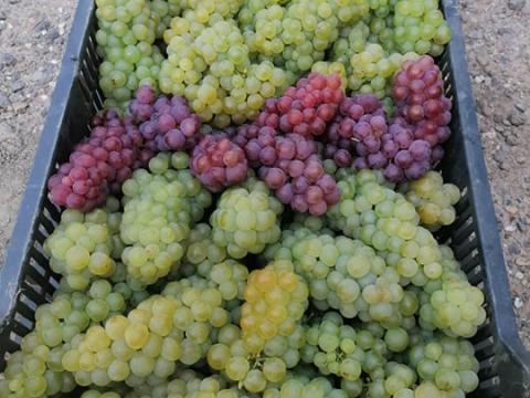 Saszla (chasselas) csemegeszőlő eladó