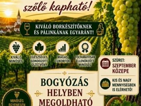 Furmint-hárs borszőlő előjegyezhető Mádon