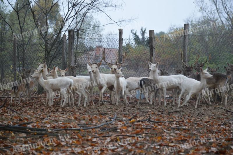 Dámszarvasok,  muflonok eladók