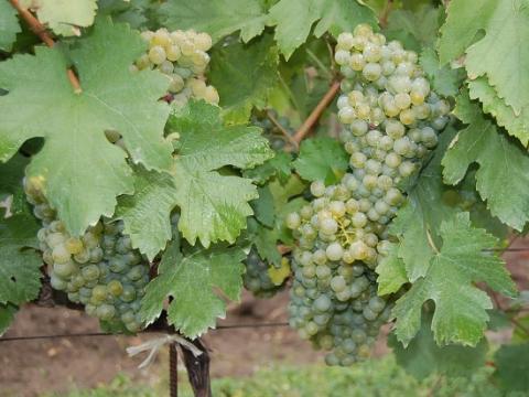 Kiváló minőségű Zöld veltelini szőlő eladó