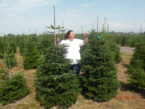 Kijelölhető fenyőfa, karácsonyfa, lucfenyő, ezüstfenyő, normand fenyő, nordmann fenyő Kijelölhető fenyőfa, karácsonyfa, lucfenyő, ezüstfenyő, normand fenyő, nordmann fenyő