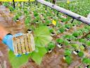 Palántanevelés