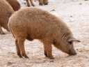 Mangalica kan eladó