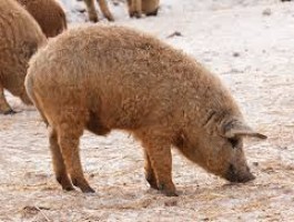 Mangalica kan eladó
