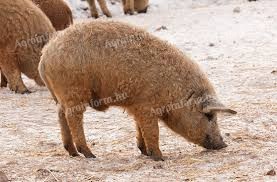 Mangalica kan eladó