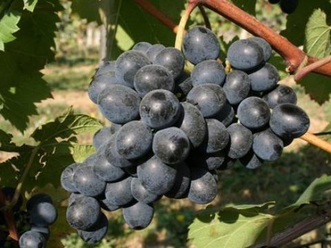 Moldova szőlő eladó Moldova szőlő eladó