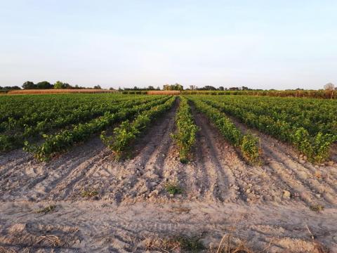 Gyökeres szőlővessző eladó Gyökeres szőlővessző eladó