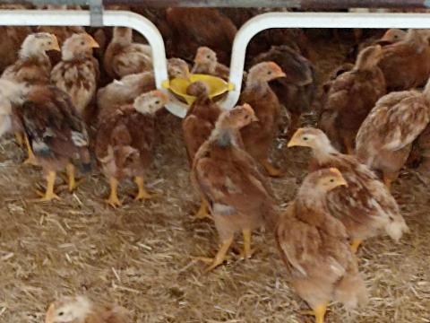 Előnevelt Red Master csirkék Előnevelt Red Master csirkék