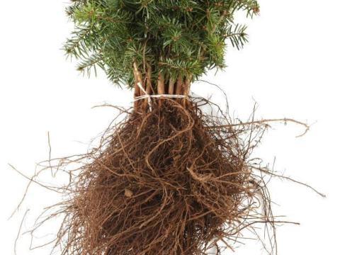 Nordmann fenyő csemeték előrendelhetők Nordmann fenyő csemeték előrendelhetők