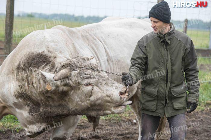 ÁLLATGONDOZÓT KERESÜNK Csongrád megyei szarvasmarha telepre AZONNALI MUNKAKEZDÉSSEL