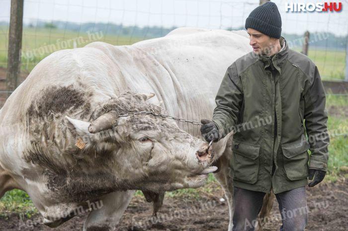 ÁLLATGONDOZÓT KERESÜNK Csongrád megyei szarvasmarhatelepre AZONNALI MUNKAKEZDÉSSEL