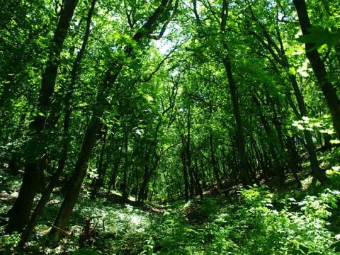 Vegyes faállományú erdő eladó,  illetve cserélhető Vegyes faállományú erdő eladó,  illetve cserélhető