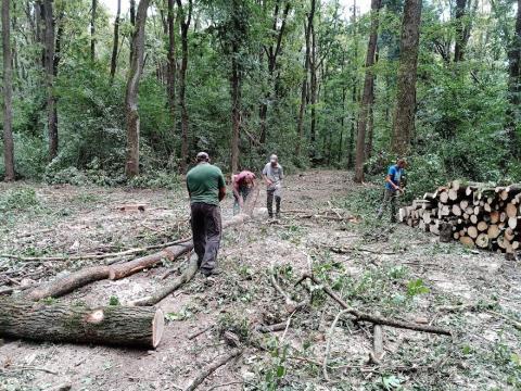 Fakitermelés számlával Fakitermelés számlával