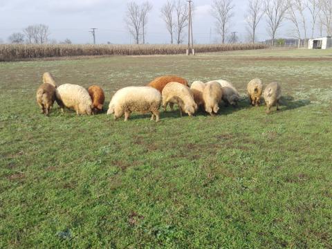 Mangalica hízó eladó