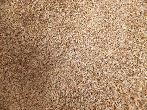 Tönkölypelyva eladó postai utánvéttel – vegyszermentes, tisztított tönkölybúza pelyva